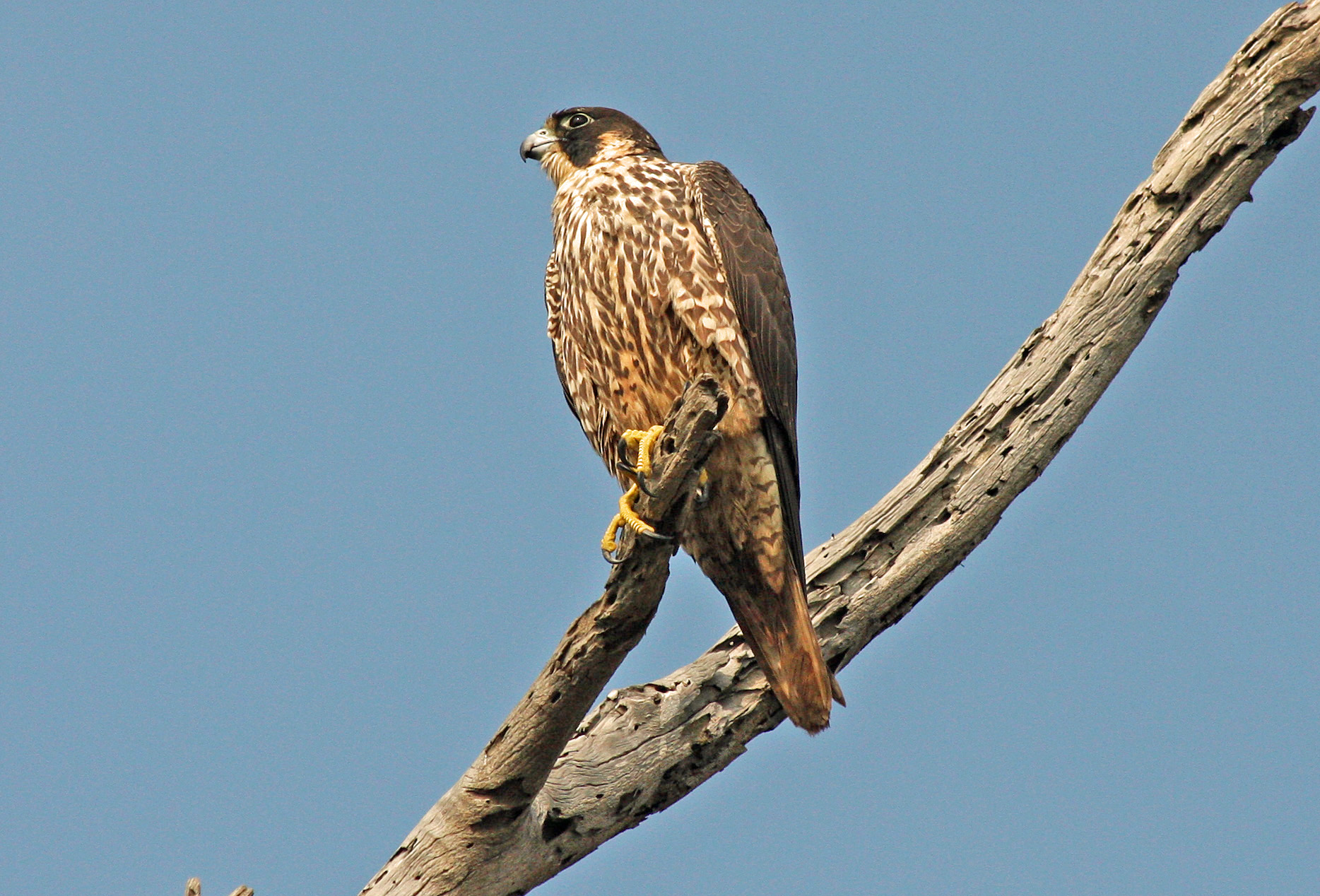 Falcon Pictures on Animal Picture Society